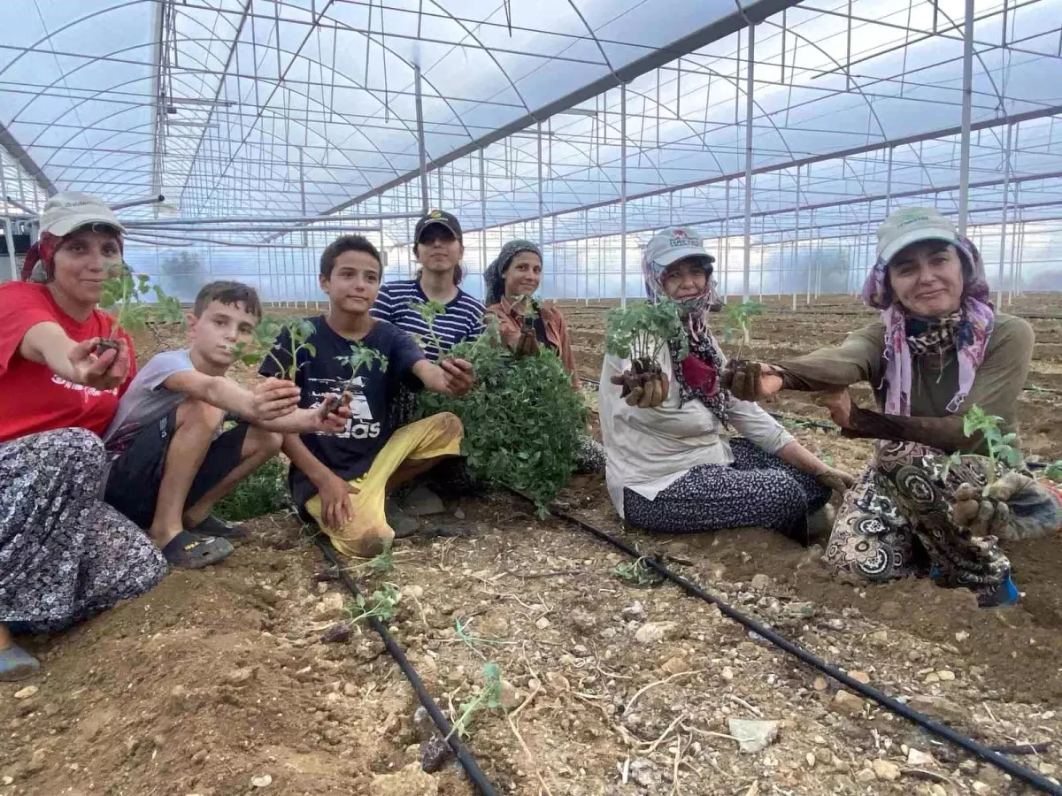 aksuda guz fide dikimleri basladi LAwWwaJV