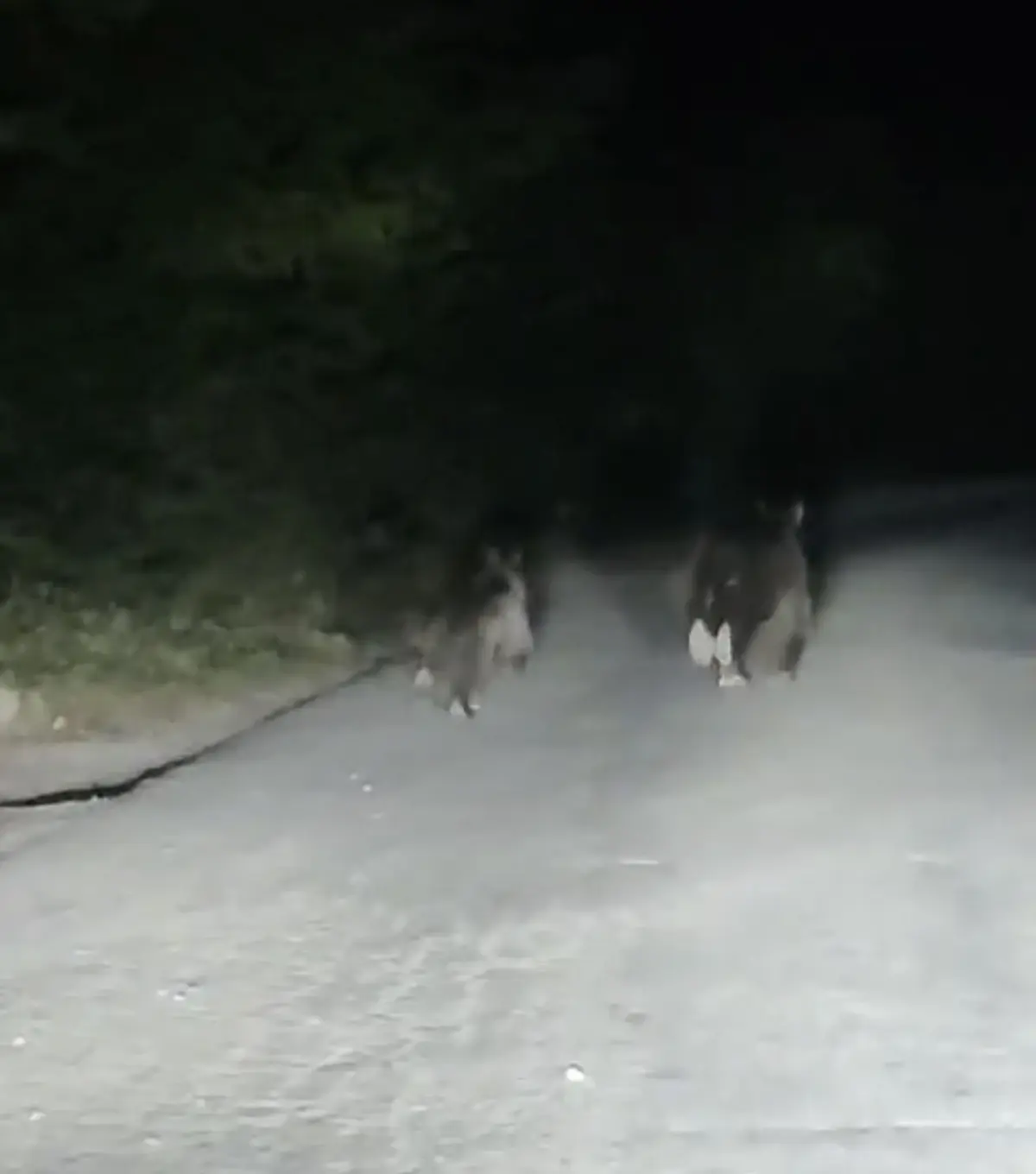 buyuk tehlike baya ve yavrusu yolda sTi7vStW