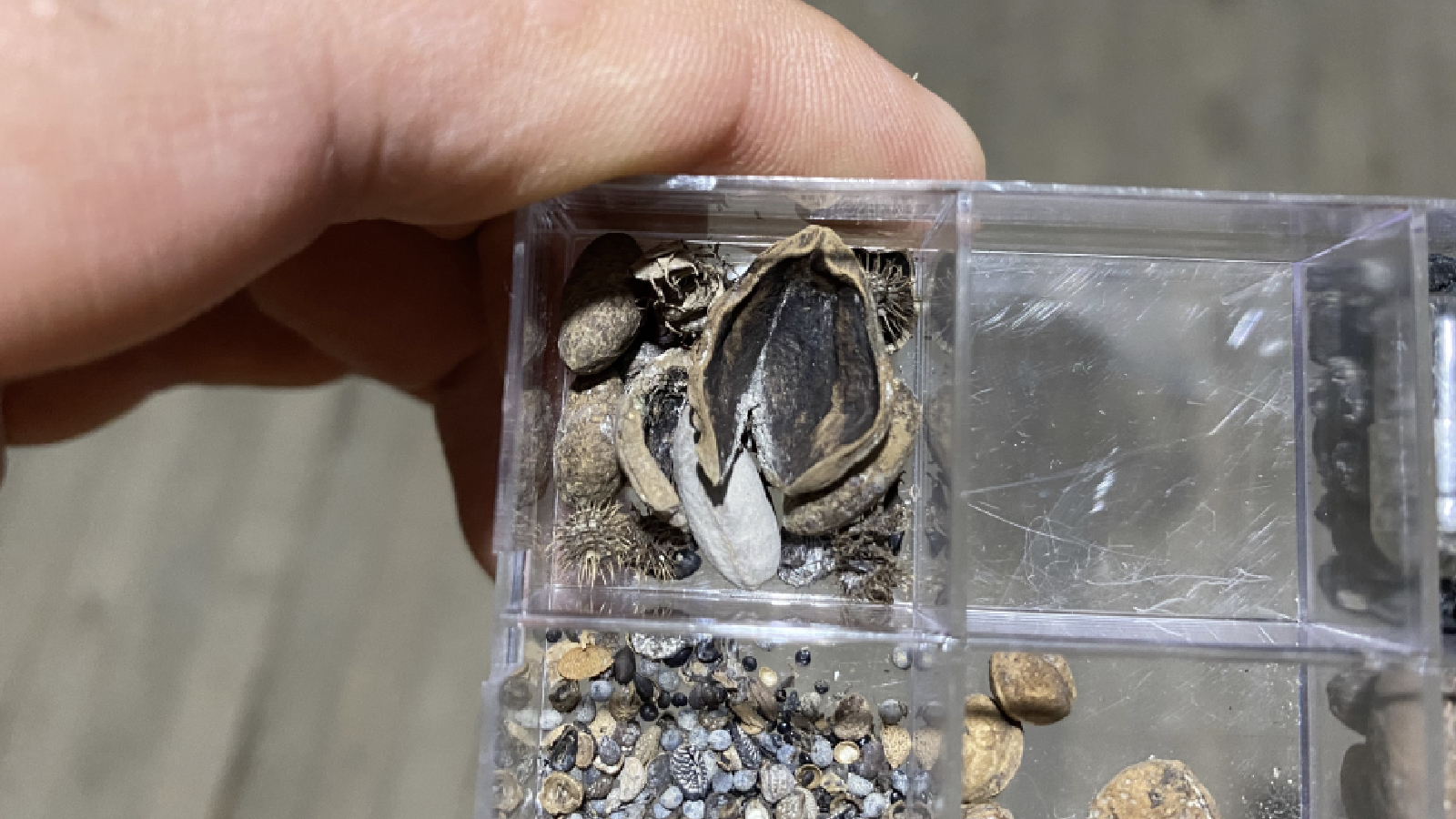 hititlerin kutsal kenti nerikte 3 bin 500 yillik findik fosili bulundu pzUs5aSu