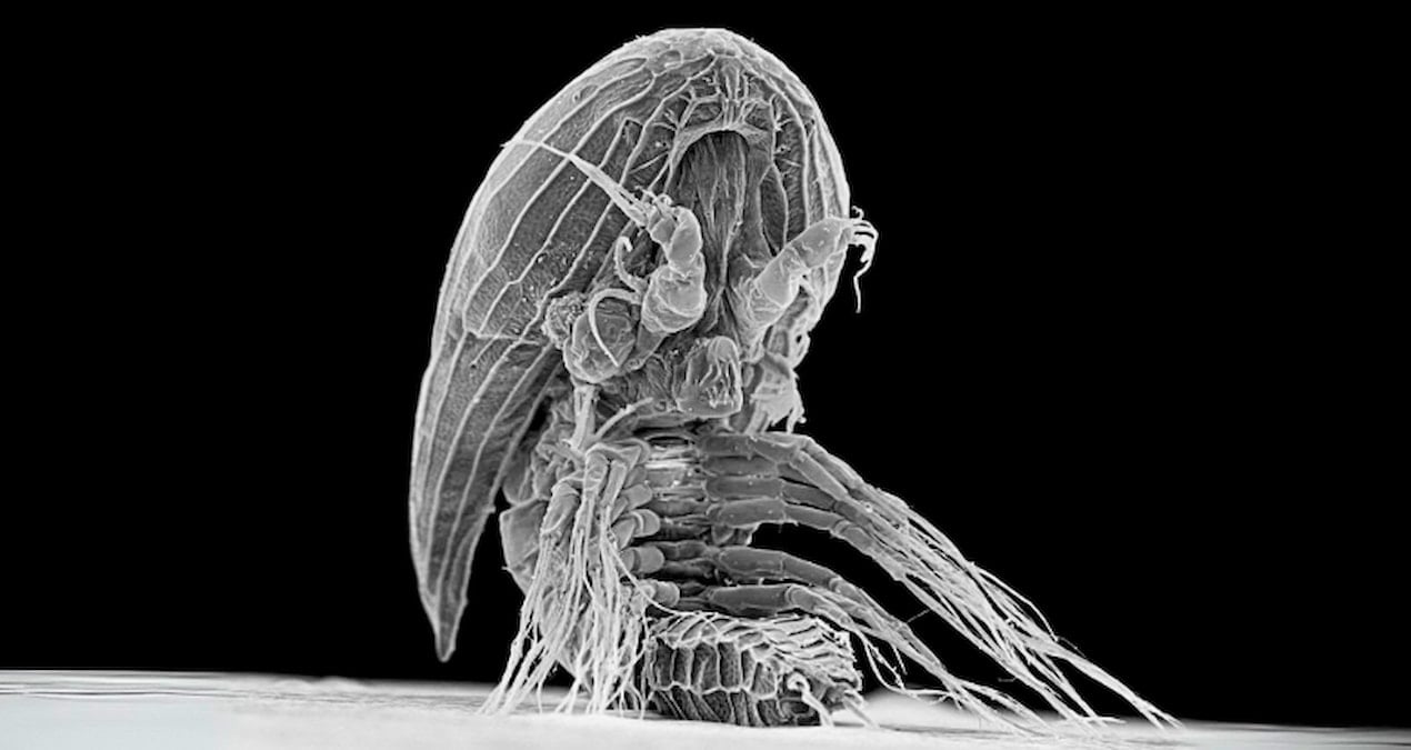 okyanusta suruklenirken bulundu gizemli uzayli gorunumlu canli bilim insanlari soka soktu D5GUy6qm
