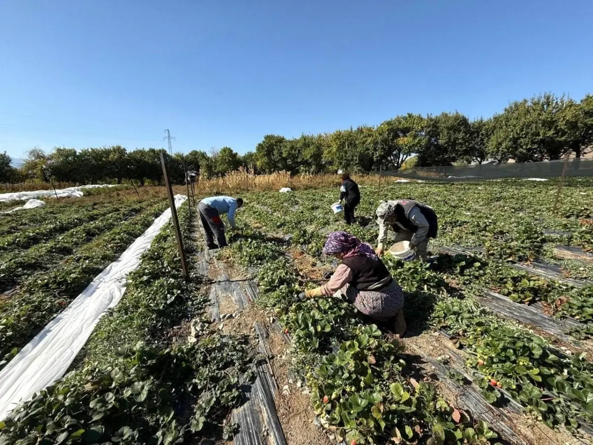 erzincanda biyomuhendis ugur yunus karatepeden cilek uretimi hedefi kueesgfF.jpg