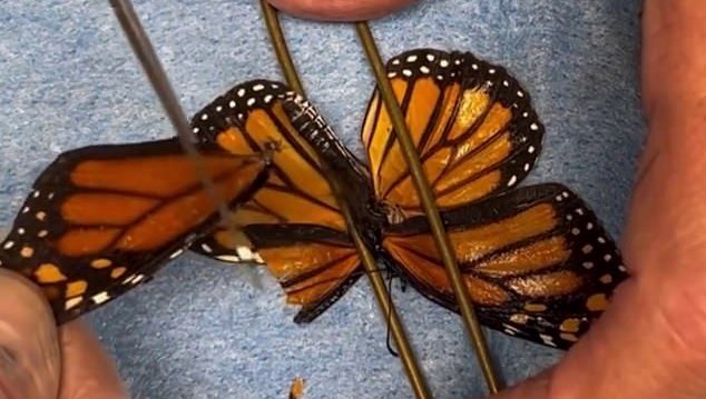 kelebege ikinci sans kanat nakliyle yeniden uctu de474ymR