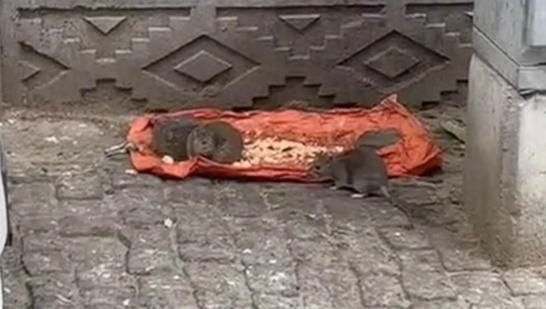 tekirdagda fareler sokaklari basti sr34IUQf.jpg